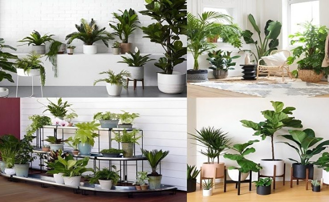Cách bày cây hợp phong thủy, chọn cây chuẩn từng vị trí trong nhà