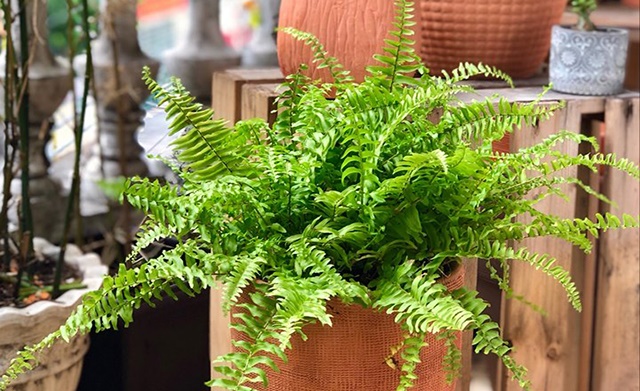 Ngày Hè mát mẻ, "dễ thở" hơn nếu trồng những cây phong thủy này trong nhà