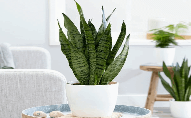 Mùa nồm ẩm đến rồi – Trồng ngay 11 loại cây KHẮC TINH của trời nồm, giúp hút ẩm khử hôi cực nhanh còn mang tới điềm lành