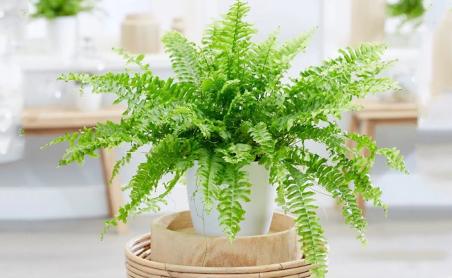Cây dương xỉ phong thủy: Nhiều lợi ích thế mà bị dòng đời cứ mãi lãng quên
