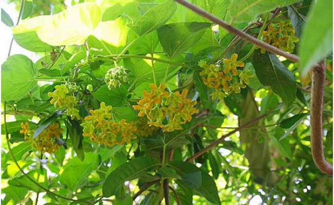 Cây hoa thiên lý trong phong thủy là gì? Vì sao cây đại diện cho tình yêu son sắt, chung thủy?