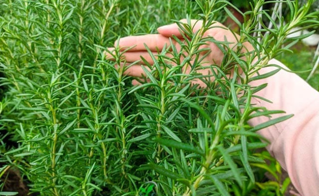 Cây hương thảo phong thủy: Không chỉ trừ tà mà còn là gia vị thần kỳ, đa năng