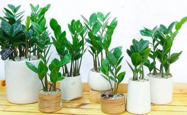 Ngày Tết nhớ bỏ 9 loại cây này khỏi nhà để thuận lợi cho việc nghênh đón TÀI LỘC