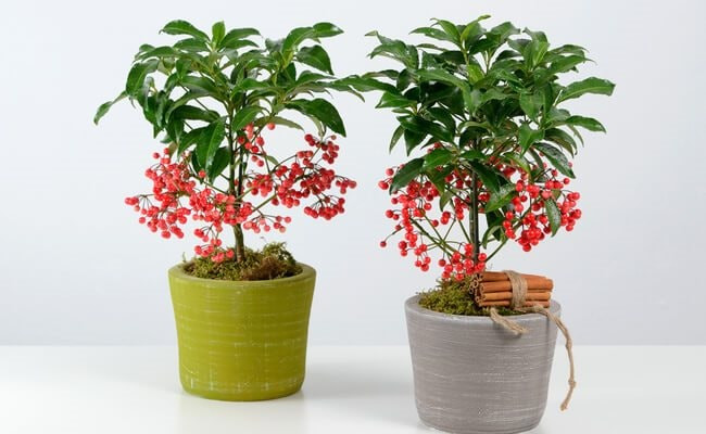 Cây kim ngân lượng phong thủy: Loại cây cực bắt mắt nhưng ta chưa tận dụng hết ý nghĩa của nó
