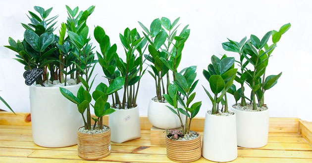 Giải đáp câu hỏi cây Kim Tiền có độc không giúp gia chủ an tâm bài trí