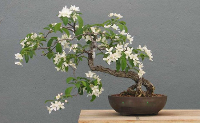 Cây nguyệt quế phong thủy: biểu tượng cho vinh quang và địa vị xã hội của giới thượng lưu.