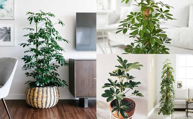 Top 10 cây phong thủy đuổi muỗi cực đỉnh bạn chớ nên bỏ qua trong Hè này!