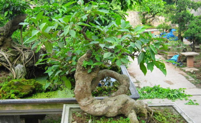 Cây sung phong thủy: Vì sao Tết đến nhất định phải có sung trong nhà?
