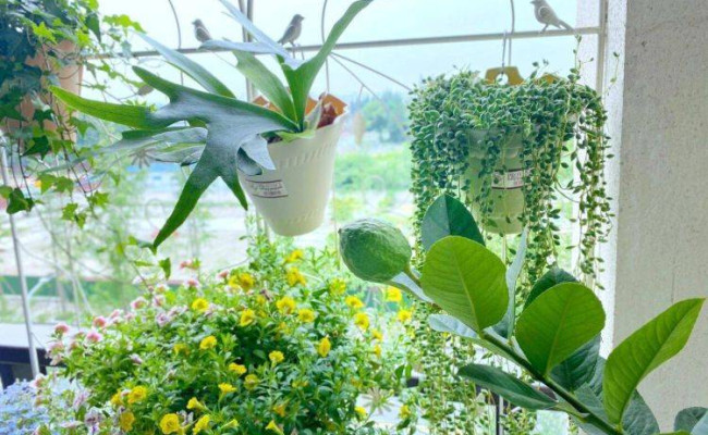 Trồng những cây này ở ban công để vẫy gọi tài lộc vào trong nhà bạn