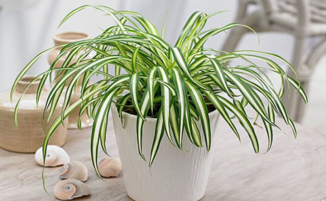 Cỏ lan chi phong thủy: Cây nhỏ bé nhưng thu hút tài lộc cực kỳ lớn
