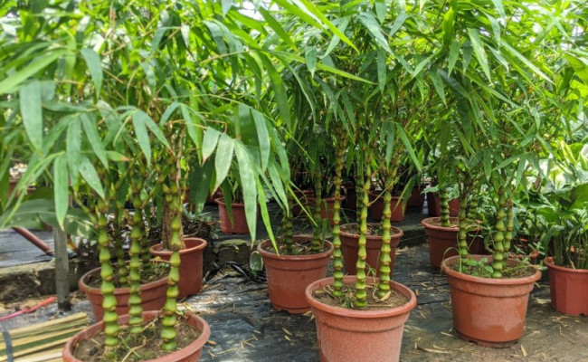 Có nên trồng tre trúc trước nhà không? Vì sao ĐẠI GIA rất chuộng loại cây này?
