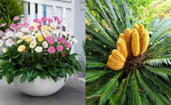 5 loại hoa CHIÊU TÀI, dù nghèo đến đâu cũng nên trồng một chậu trong nhà – Hoa nở Thần Tài đến!