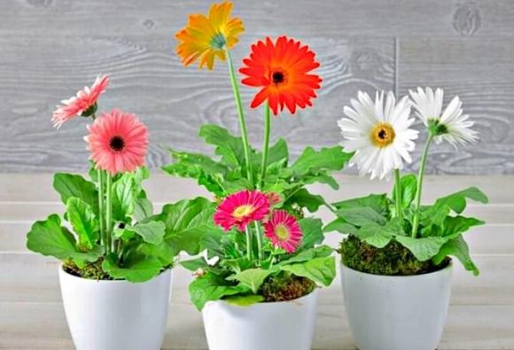 3 loài hoa RẺ tiền nhưng có thể chiêu TÀI cầu MAY cực nhanh nếu đặt chúng ở góc nhà