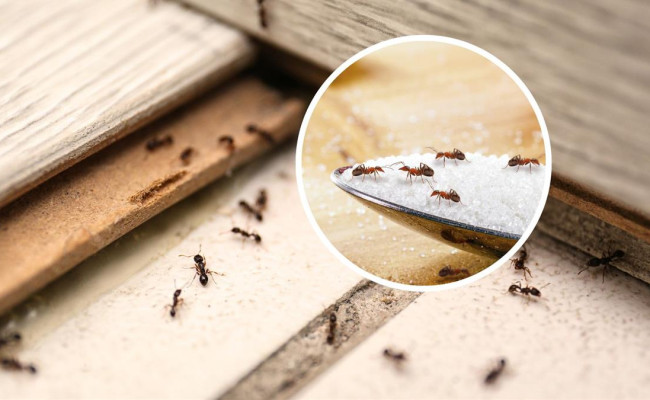 Giải mã hiện tượng Kiến bò vào nhà: Linh ứng cho vận MAY hay điềm báo vận XUI?