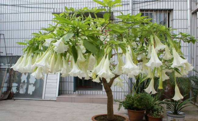 Đừng mang 5 loại hoa XUI xẻo này về trồng trong nhà, thích đến mấy cũng phải BỎ!
