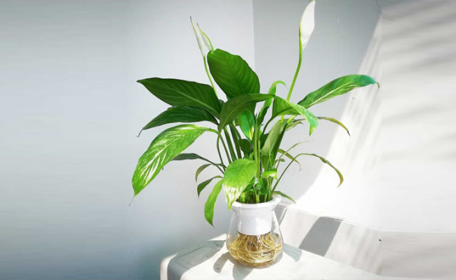 Tác dụng phong thủy của cây lan ý - biết để dùng cho đúng