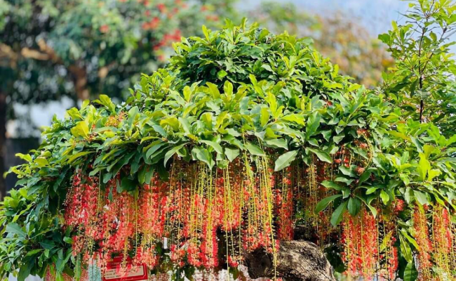 Cứ trồng những loại cây này trước nhà là tài lộc rầm rộ kéo tới
