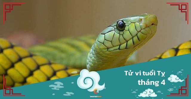 Tử vi tháng 4/2025 tuổi Tị âm lịch: Cần bĩnh tĩnh, kiên nhẫn chờ thời cơ thích hợp