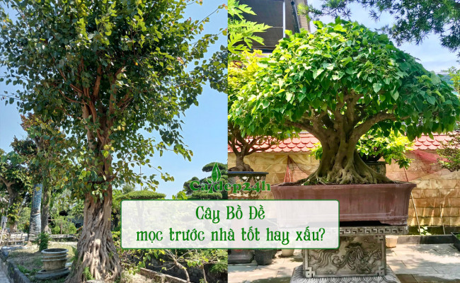Cây bồ đề phong thủy: Cây cho bóng mát, có giá trị kinh tế lại đuổi được tà ma