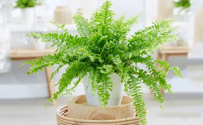 Cây dương xỉ phong thủy: Nhiều lợi ích thế mà bị dòng đời cứ mãi lãng quên