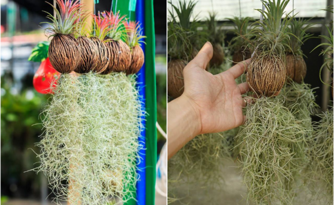 Cây không khí phong thủy: Loại cây kỳ lạ mà hữu ích không ngờ