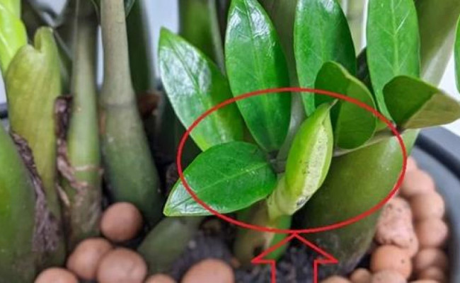 Những cây hiếm khi nở hoa nhưng khi đã nở là thần Tài nhất định gõ cửa