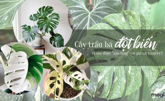 Cây trầu bà đột biến là gì? Vì sao cả chục triệu, trăm triệu mà mọi người vẫn lùng sục tìm mua?
