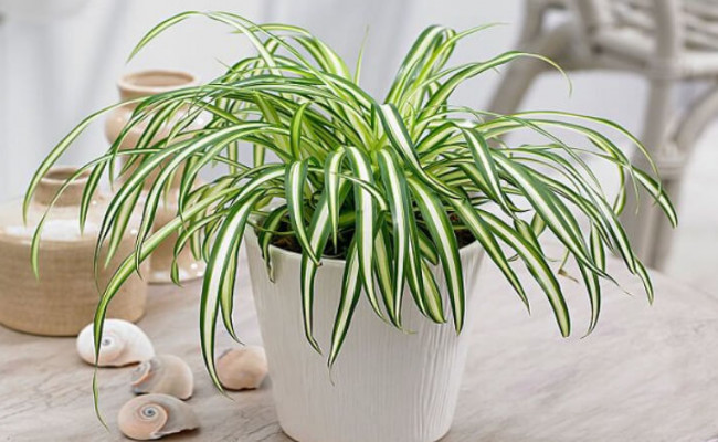 Cỏ lan chi phong thủy: Cây nhỏ bé nhưng thu hút tài lộc cực kỳ lớn
