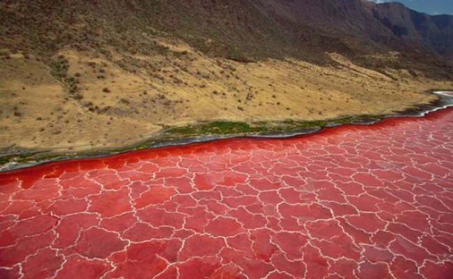 Hồ nước đỏ ở Tanzania sở hữu siêu năng lực hoá đá phần lớn các sinh vật