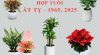 Tuoi-At-Ty-hop-cay-gi-trong-cay-gi-theo-phong-thuy-5738