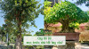 cay-bo-de-phong-thuy-284-221171