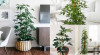 cay-phong-thuy-duoi-muoi-284-215769