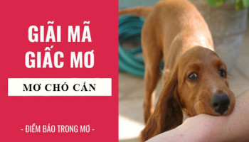 Giai-ma-giac-mo-Nam-mo-thay-bi-cho-can-cho-con-diem-bao-gi-lanh-hay-du-con-so-lien-quan-5249