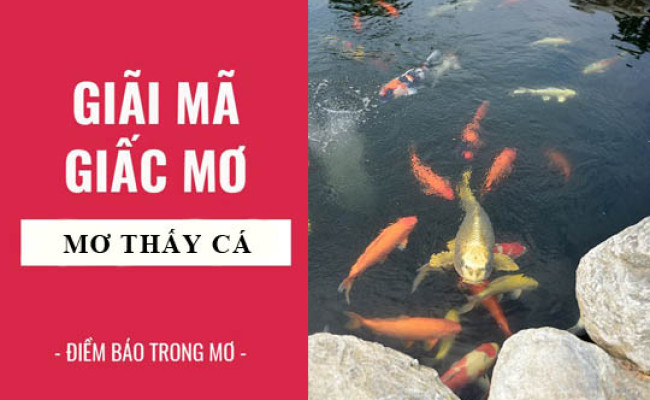 Giải mã giấc mơ: Nằm mơ thấy cá điềm báo gì, lành hay dữ? con số liên quan