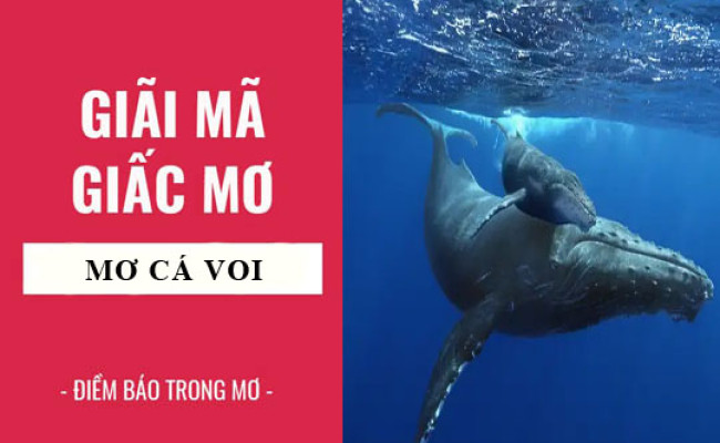 Giải mã giấc mơ: Nằm mơ thấy cá voi điềm báo gì, lành hay dữ? con số liên quan