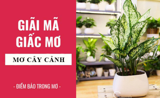 Giải mã giấc mơ: Nằm mơ thấy cây cảnh điềm báo gì, lành hay dữ? con số liên quan
