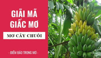 Giai-ma-giac-mo-Nam-mo-thay-cay-chuoi-nai-chuoi-diem-bao-gi-lanh-hay-du-con-so-lien-quan-6790
