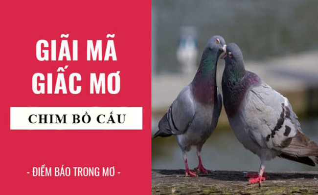 Giải mã giấc mơ: Nằm mơ thấy chim bồ câu điềm báo gì, lành hay dữ? con số liên quan