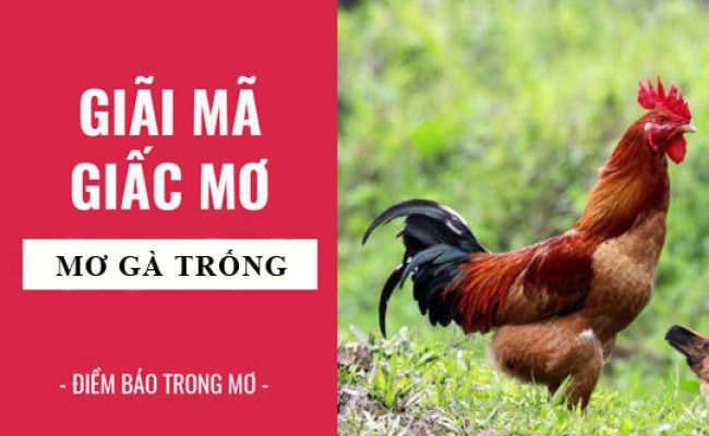 Giải mã giấc mơ: Nằm mơ thấy gà, gà trống điềm báo gì, lành hay dữ? con số liên quan