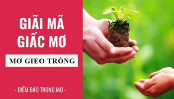 Giai-ma-giac-mo-Nam-mo-thay-gieo-hat-lua-gieo-trong-diem-bao-gi-lanh-hay-du-con-so-lien-quan-6027