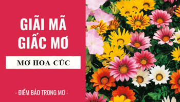 Giai-ma-giac-mo-Nam-mo-thay-hoa-cuc-diem-bao-gi-lanh-hay-du-con-so-lien-quan-6110