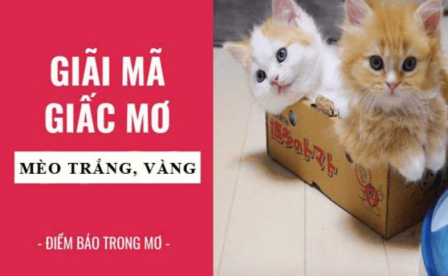 Giải mã giấc mơ: Nằm mơ thấy mèo trắng, vàng, mèo mướp điềm báo gì, lành hay dữ? con số liên quan