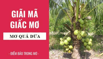 Giai-ma-giac-mo-Nam-mo-thay-qua-dua-diem-bao-gi-lanh-hay-du-con-so-lien-quan-7457