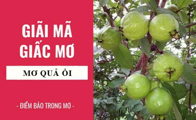 Giải mã giấc mơ: Nằm mơ thấy quả ổi điềm báo gì, lành hay dữ? con số liên quan