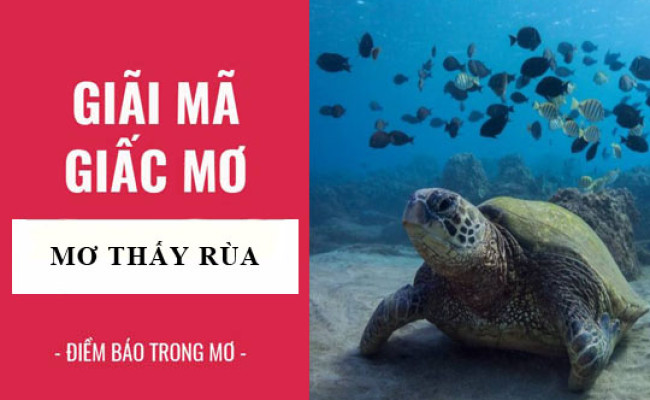 Giải mã giấc mơ: Nằm mơ thấy rùa, rùa thần điềm báo gì, lành hay dữ? con số liên quan
