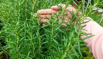 cay-huong-thao-phong-thuy-284-226248