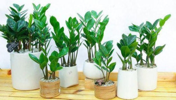 cay-khong-nen-de-trong-nha-ngay-tet-284-223383