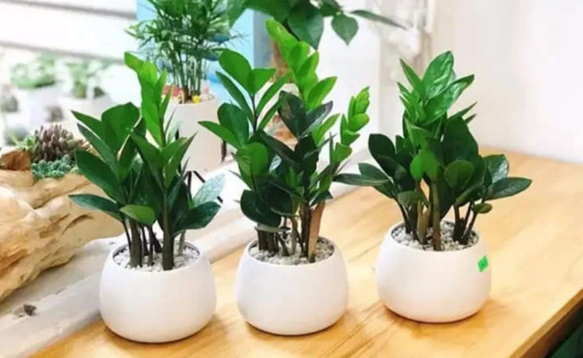 Có nên trồng cây Kim Tiền trong nhà? Đặt cây Kim Tiền ở đâu trong nhà để thu hút tài lộc?