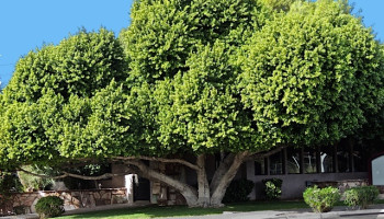 khong-trong-cay-to-truoc-nha-284-209525