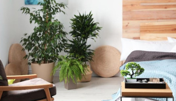 sai-lam-trong-phong-thuy-mua-xuan-284-227981